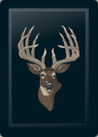 Whitetail Deer Head